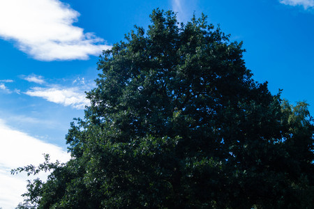 Acorns from an Oak Treeの写真素材