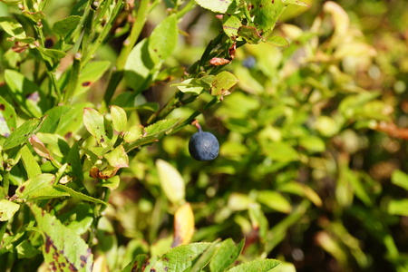 wild blueberries at the nature reserve Fishbek heatherの写真素材