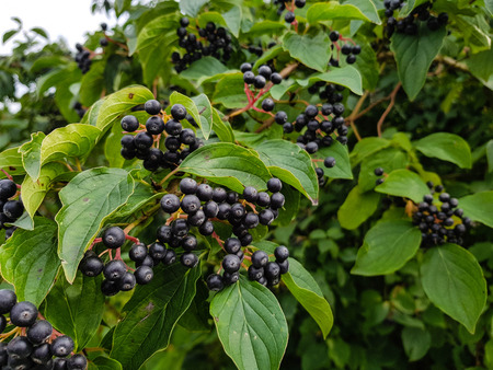 Black rowan aronia chokeberryの写真素材