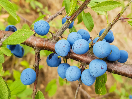 The blackthorn berry prunus spinosaの写真素材