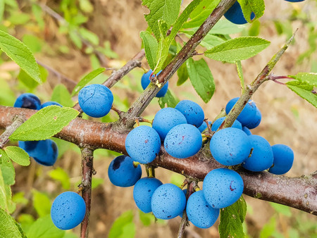 The blackthorn berry prunus spinosaの写真素材
