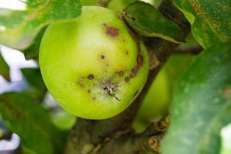 Fungal infection of applesの写真素材
