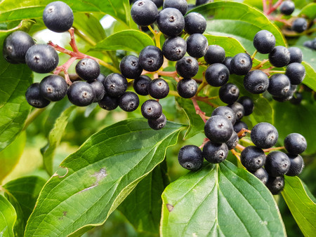Black rowan aronia chokeberryの写真素材