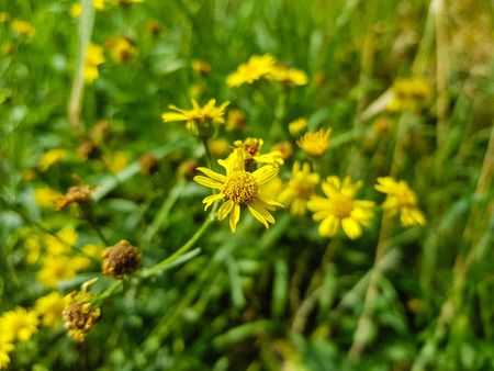 Senecio jacobaea