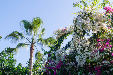 green palm treesの写真素材