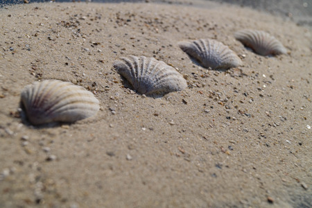 seashells on the beach