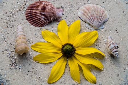 seashells on the beach