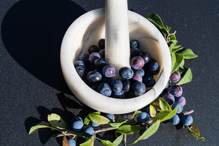 The blackthorn berry prunus spinosa