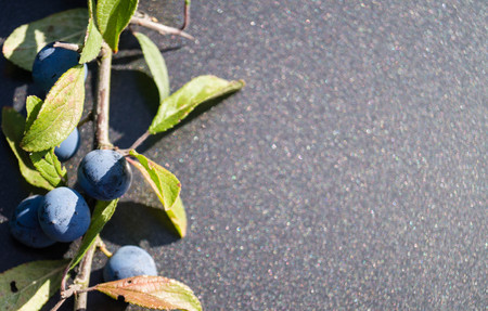 The blackthorn berry prunus spinosaの写真素材