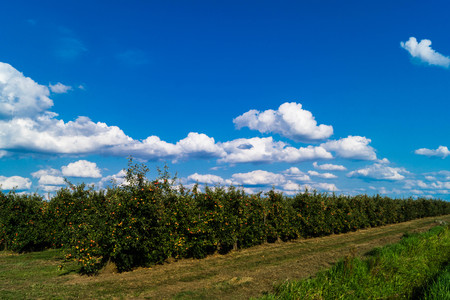 The largest connected fruit growing area in Europe - Hamburg old countryの写真素材