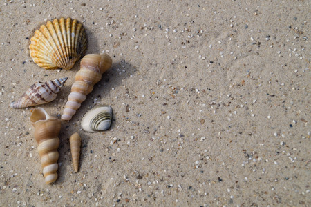 seashells on the beach