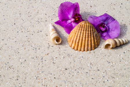 seashells on the beach