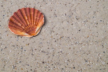seashells on the beach