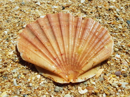 seashells on the beach