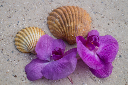 seashells on the beach