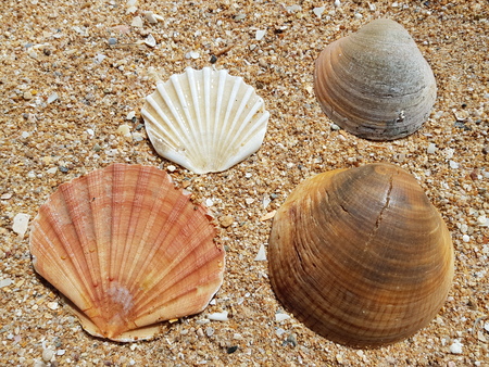 seashells on the beach