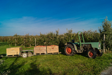 Apple harvest in the old country Hamburg
