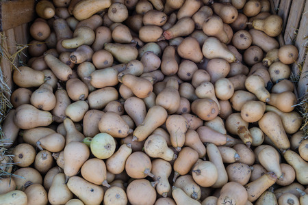 Pumpkins on a farmers market