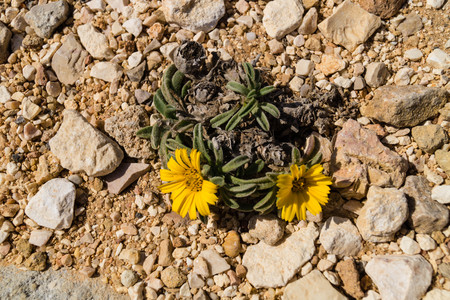 Mediterranean beach daisy at the coast of Algarve in Portugalの写真素材