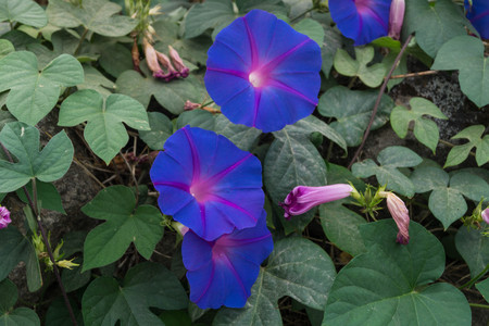 the climbing plant ipomoea at the coast of Algarve in Portugal