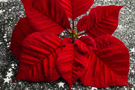 Christmas decoration with stardust and Euphorbia pulcherrimaの写真素材