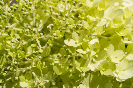The romantic hortensia flower