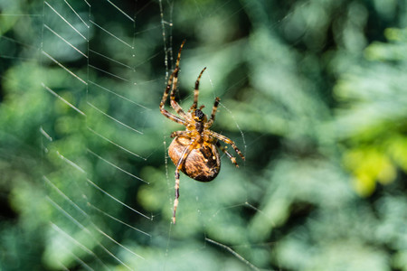 european garden arachnoid spider in the webの写真素材