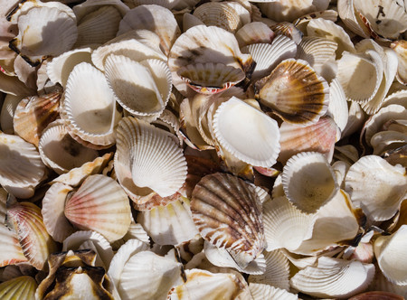 salt water sea shells
