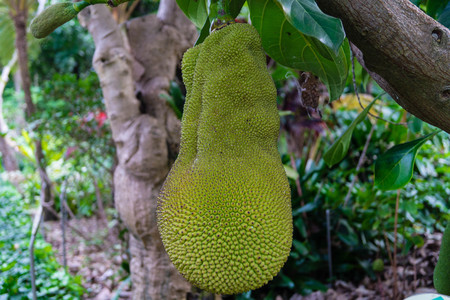 Jack fruit tree - artocarpus heterophyllus
