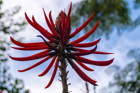 Coral Tree Erythrina Speciosa
