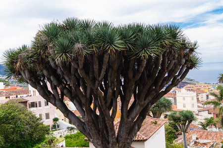 Dracaena Marginata the Dragon treeの写真素材
