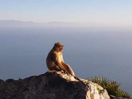 Magot Barbary Monkey's sylvanus macaca ape at Gibraltarの写真素材