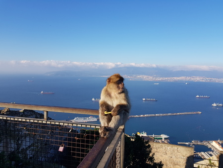 Magot Barbary Monkey's sylvanus macaca ape at Gibraltar