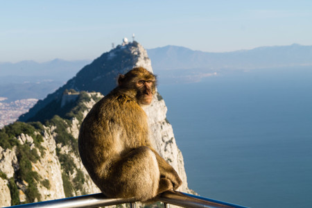 Magot Barbary Monkey's sylvanus macaca ape at Gibraltarの写真素材