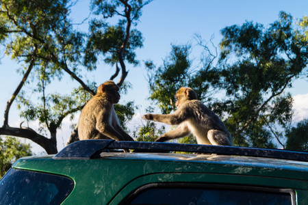 Magot Barbary Monkey's sylvanus macaca ape at Gibraltar