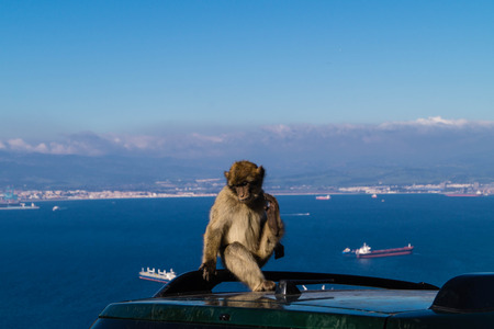 Magot Barbary Monkey's sylvanus macaca ape at Gibraltar