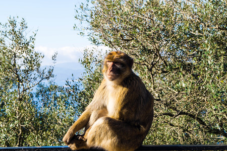 Magot Barbary Monkey's sylvanus macaca ape at Gibraltar