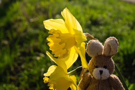 Easter rabbits out in the fieldsの写真素材