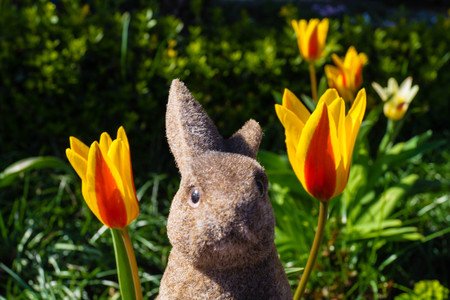 Easter rabbits out in the fieldsの写真素材