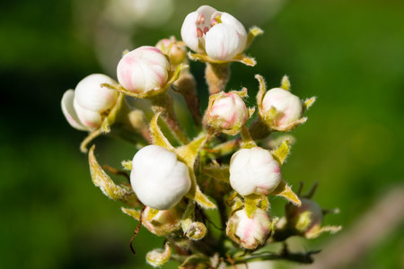 Flowering fruit trees in the old country near Hamburg Germanyの写真素材