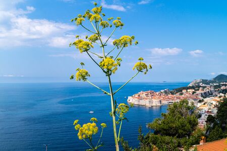 Hogweed heracleum in the front and Dubrovnik in the backの写真素材