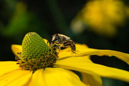The insects collect pollen in the garden