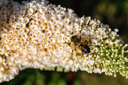 The insects collect pollen in the garden