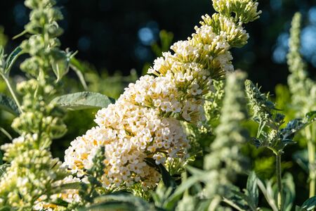 Blooming Buddleja davidii the Butterfly tree or butterfly bush
