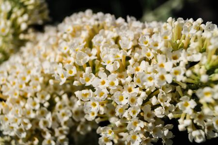 Blooming Buddleja davidii the Butterfly tree or butterfly bush