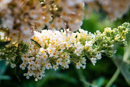 Blooming Buddleja davidii the Butterfly tree or butterfly bushの写真素材