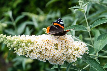 Blooming Buddleja davidii the Butterfly tree or butterfly bush