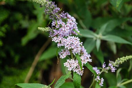 Blooming Buddleja davidii the Butterfly tree or butterfly bush