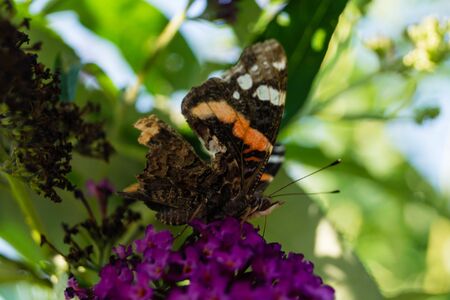 Blooming Buddleja davidii the Butterfly tree or butterfly bush