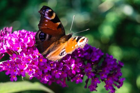 Blooming Buddleja davidii the Butterfly tree or butterfly bush
